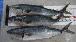 白浜町日置の地磯大崎にてルアーでメジロ3本！