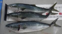 白浜町日置の地磯大崎にてルアーでメジロ3本…