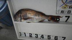 串本地磯でマダイ75ｃｍ！！