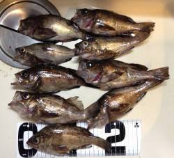 フロートを使ったメバリングに挑戦、20セン…