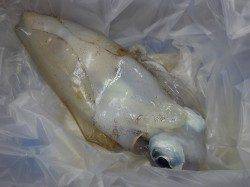 みなべ町森の鼻 エギングでのアオリイカ釣果