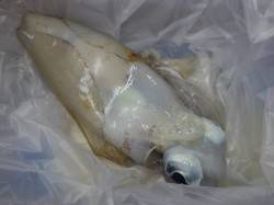 みなべ町森の鼻 エギングでのアオリイカ釣果…