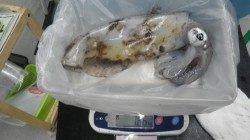 白浜町椿の地磯　ヤエンでのアオリイカ釣果です