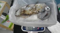 白浜町椿の地磯　ヤエンでのアオリイカ釣果で…