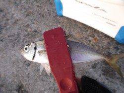 本荘人工島　夕方からは15cm級のアジ　昼間はメバル、アブ新など