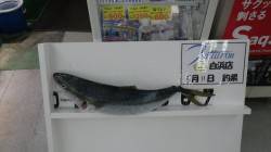 早朝に日置地磯で72cm前後のメジロがヒッ…