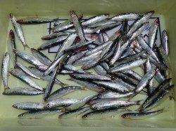 芳養でのお子様釣果：サビキでイワシがいっぱいです
