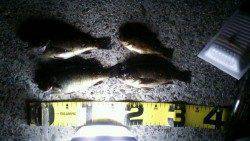 大蔵海岸　メバリングモドキ?でメバル狙い釣行