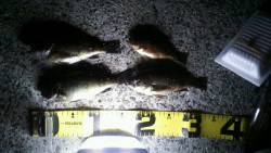 大蔵海岸　メバリングモドキ?でメバル狙い釣…