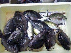 みなべ町堺漁港にてウキ釣り〜アジ・イワシ・キス・グレ