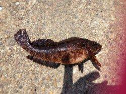 釣りガールのアイナメ・グジメ・ガシラ釣果♪　東二見での探り釣り