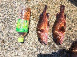 ブラクリで23-24cmのガシラ連続ヒット