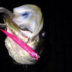 大阪南港魚つり園周辺シーバス〜バチがたくさんいました