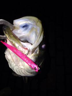 大阪南港魚つり園周辺シーバス〜バチがたくさ…