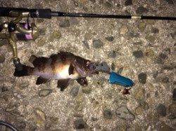 箱作でのメバリング〜新しい竿での初フィッシュ♪