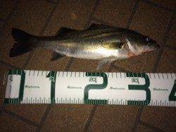 汐見埠頭ボイルするシーバスに苦戦、カラー黒にしてなんとか一匹ゲット