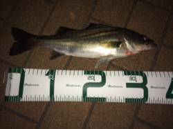 汐見埠頭ボイルするシーバスに苦戦、カラー黒…