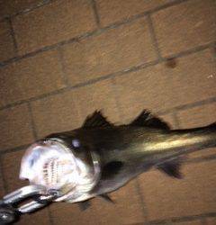 汐見埠頭シーバス〜ボイルはありましたが強風でバチはみえず