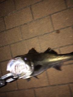 汐見埠頭シーバス〜ボイルはありましたが強風でバチはみえず