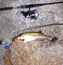 東二見人工島〜メバリングでタケノコメバル&シーバス5ヒット2キャッチ