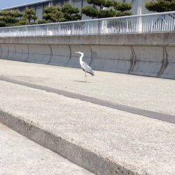 大蔵海岸で探り釣り〜アブシンとミニガシラの連発