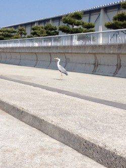 大蔵海岸で探り釣り〜アブシンとミニガシラの連発