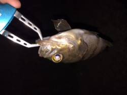 プチ遠征の深日漁港でメバリング