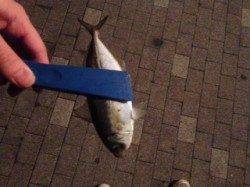 天保山アジングでアジ・メバル〜軽量JHにするとすぐにヒット