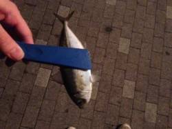 天保山アジングでアジ・メバル〜軽量JHにす…