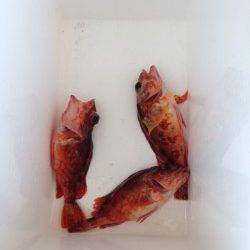 高浜周辺でガシラの釣果