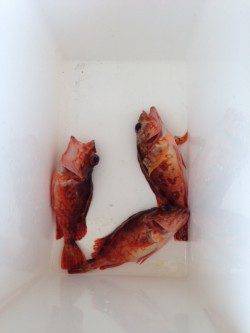 高浜周辺でガシラの釣果