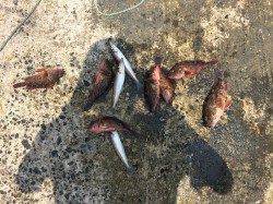 須磨で投げ釣り・落とし込み・ウキ釣り〜キス・カレイなど