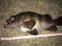 りんくう　夜のメバリングでメバル　夜釣りは…