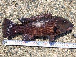 須磨　投げ釣りでカレイとキスが狙えます☆　落とし込みでガシラやコブダイも