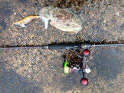 竹野港 土砂降りの雨の中でのエギング!