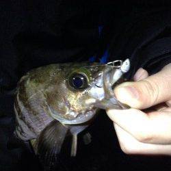 貝塚　1時間のメバリング釣行〜