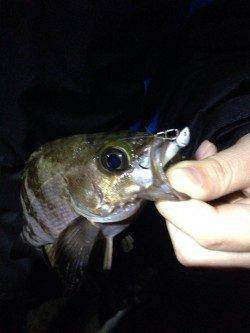 貝塚　1時間のメバリング釣行〜