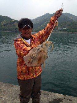 串本にて雨の中ヤエンでアオリイカ〜ドラグがなり待望の1杯！