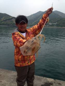 串本にて雨の中ヤエンでアオリイカ〜ドラグが…