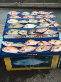 マリーナシティ海洋釣り堀 マダイ&…