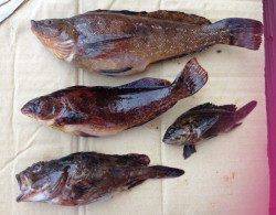 釣りガールのアイナメ・グジメ・ガシラ釣果♪　東二見での探り釣り