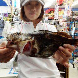 リールが巻けないほどの引きで尺ガシラ！ 東二見人工島探り釣り