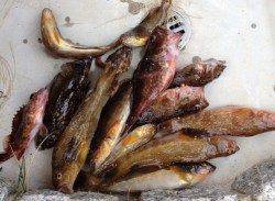 大蔵海岸で探り釣り〜アブシンとミニガシラの連発