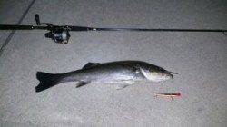 東二見人工島〜メバリングでタケノコメバル&シーバス5ヒット2キャッチ