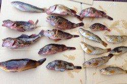 平磯海づり公園 探り釣り&ちょい投げで楽しむファミリーフィッシング