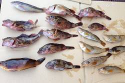 平磯海づり公園　探り釣り＆ちょい投げで楽し…