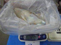 みなべ町森の鼻 エギングでのアオリイカ釣果