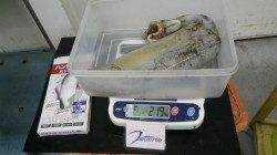 「おもかった〜」椿地磯ウキ釣りにてアオリイカ2190ｇ