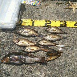 須磨にて夜の終電から昼までメバリング&投げ釣り&落とし込み