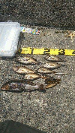 須磨にて夜の終電から昼までメバリング&投げ釣り&落とし込み